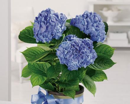 洋绣球花的室内养护（打造花香四溢的室内花园）