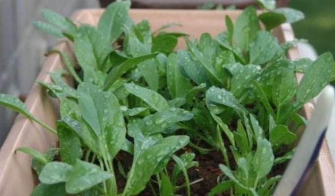 阳台种植菠菜的时间和方法（打造自己的小菜园，享受健康生活）