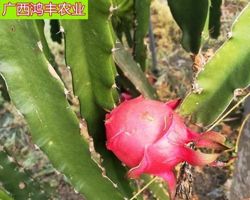 阳台种植火龙果的时间和方法（用心种出鲜美的火龙果果实）