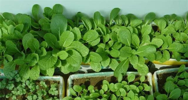 阳台种植萝卜的时间和方法（打造城市家庭的绿色食品生产基地）