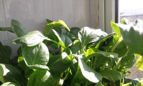 阳台种植芹菜的时间和方法（掌握春季芹菜种植技巧，丰收不再难）