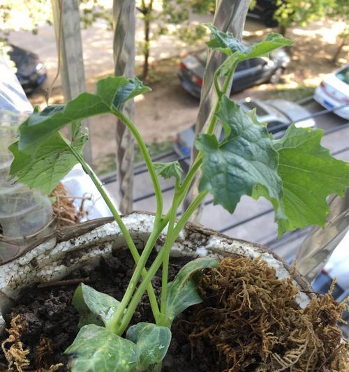 阳台种植丝瓜，让生活更美好（时间、方法、）
