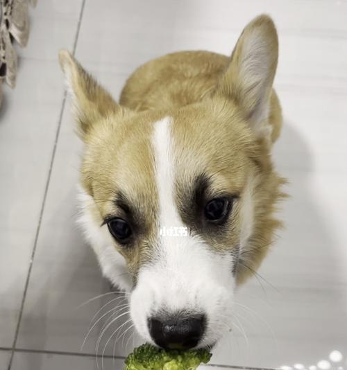 宠物狗可以吃西兰花吗？（西兰花的好处、食用方法与注意事项）