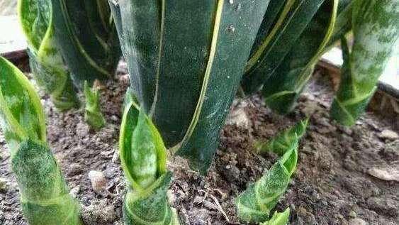 养虎皮兰，土壤怎么选？（选择适合虎皮兰生长的土壤种类和配方）