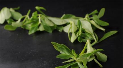 养心菜，滋补身心之佳品（了解养心菜的营养价值和食用方法）