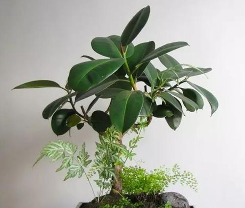 养心菜的适光环境（喜阴还是喜阳？探究养心菜的光照需求）