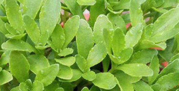 如何正确种植养心菜——提高养心菜生长效率的关键（养心菜种植时间和方法详解，让你的养心菜茁壮成长）