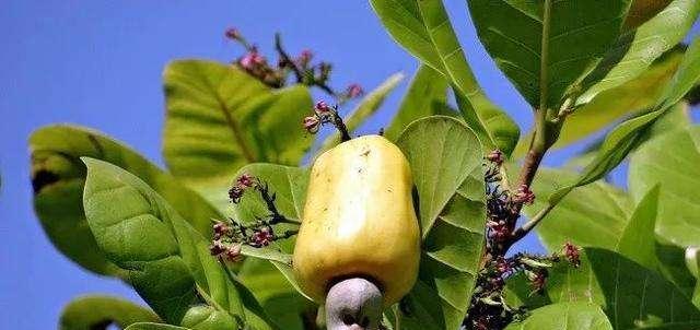 腰果开花结果的时间及特点——了解腰果种植的要点
