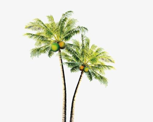 探秘椰子树的分类和特点（椰子树是什么植物？椰子树的科属分类、形态特点及生长环境）