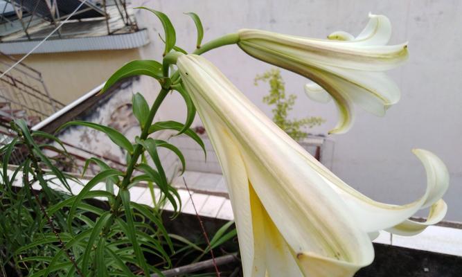 探秘野百合开花时间（揭秘野百合开放时间的奥秘）