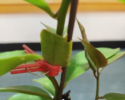 探秘叶仙的花期时间（了解叶仙开花的季节与技巧）