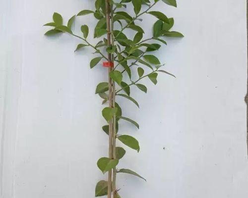 探秘神奇的叶仙——中国传统药材之一（解析叶仙的药效与用途）