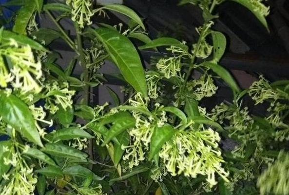 夜来香开花时间及注意事项（了解夜来香的开花周期，让您更好地养护）
