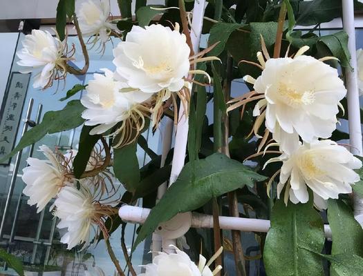 夜来香和昙花（夜来香和昙花的区别及特点）