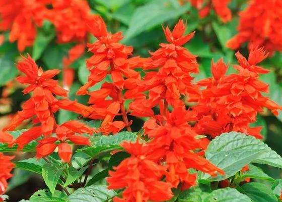 解读一串红的花语（用花语诠释情感，一串红代表什么？）