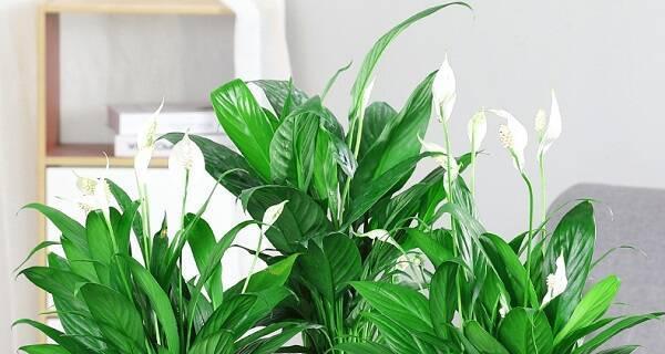 花叶尖发黄？看这里！（一帆风顺的植物养护技巧大揭秘）
