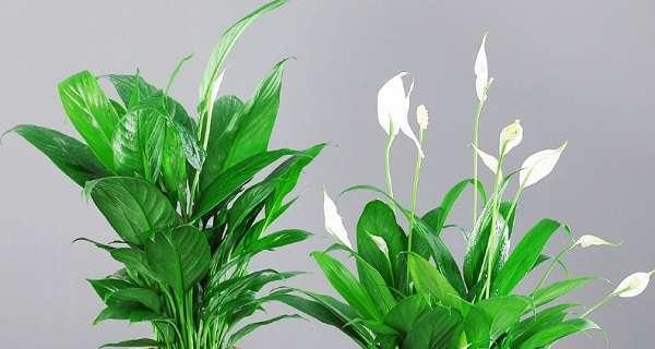 如何让一帆风顺的植物换盆？（15个细节让换盆变得轻松愉快）