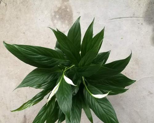如何在适合土壤种植中实现一帆风顺（掌握土壤特性，提高种植效率）