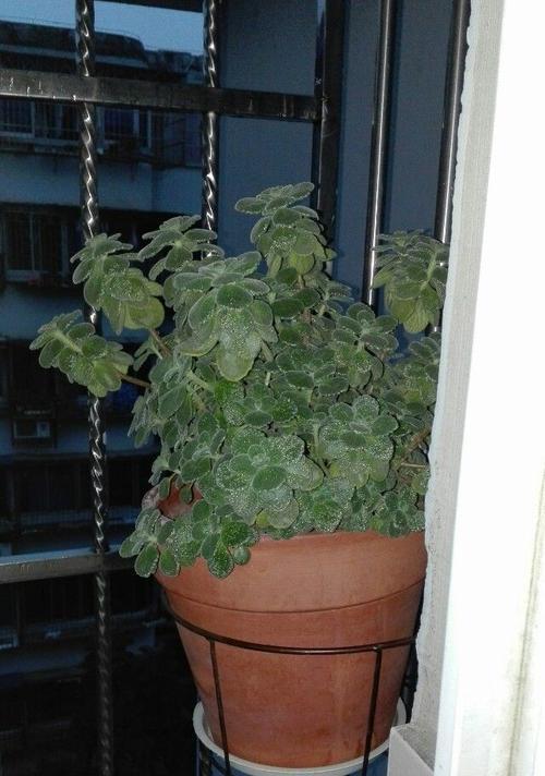 一抹香怎样养殖更茂盛？（打造香味浓郁的花园）