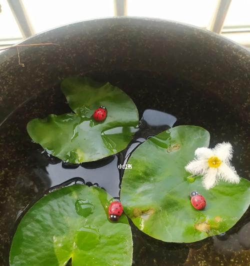 一叶莲开花后的修剪方法（让一叶莲焕发新生机的技巧）