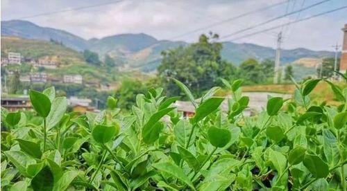 铁观音，中国传统名茶的代表之一（揭秘铁观音茶叶的产地、历史、品质及功效）
