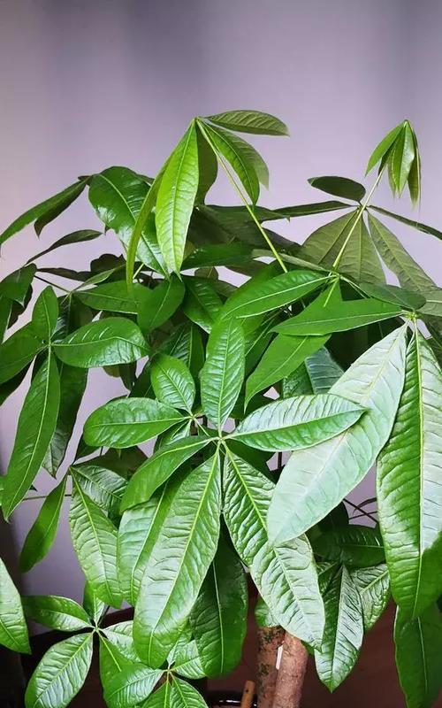 属马人的客厅植物选择指南（打造生机勃勃的居家氛围，五种植物必备！）