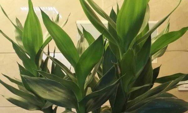 蓬莱松冬季是否耐寒？（解读蓬莱松的冬季生存之道）