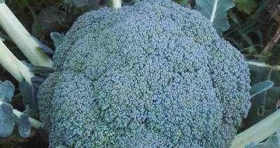 西兰花种植指南（秋季最佳，了解种植技巧让收成翻倍）