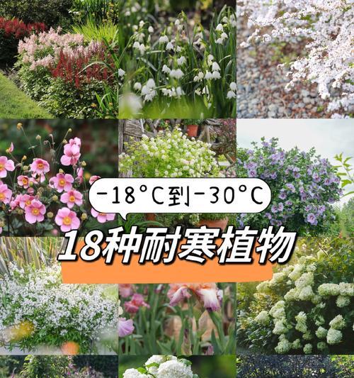 牡丹花喜阳还是喜阴？——探究牡丹的生态喜好