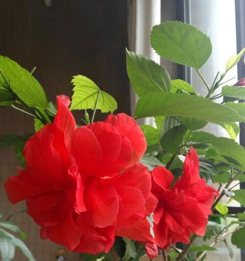 扶桑花不开花怎么办（教你调节扶桑花生长环境，助你成功催花）