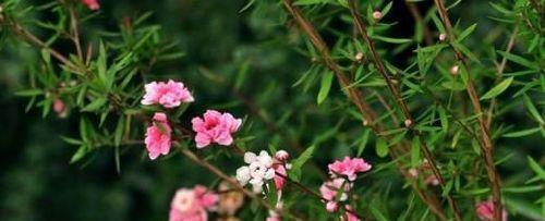 松红梅的耐寒极限剖析（冬季美景必备，松红梅耐寒深度解析）