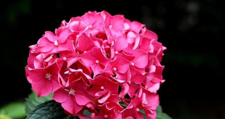 北方冬季开花的花卉全解析（探秘北方冬季花海，惊叹大自然的神奇之美）