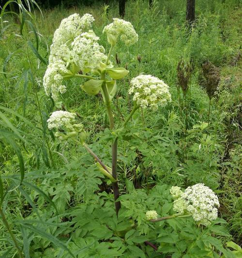 探秘当归，一种重要的伞形科多年生草本植物（了解当归的起源、特点、用途及文化价值）