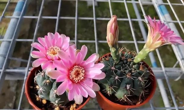 如何培养仙人球开出多朵花？（精选15个技巧，让你的仙人球花开得旺盛！）