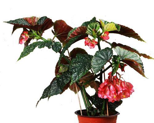 四季海棠花修剪全攻略（轻松掌握海棠花修剪技巧，让花园更美丽）