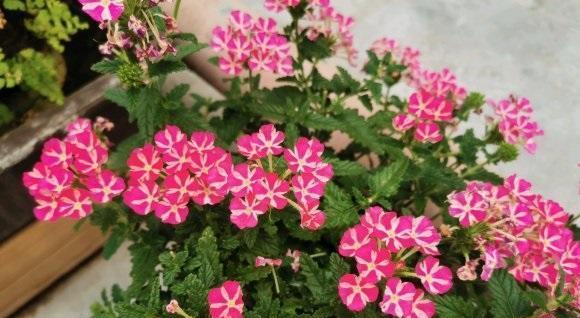 美女樱开花时间及生长特点剖析（美女樱品种介绍、开花周期和栽培技巧）
