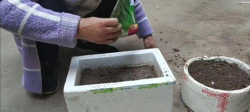 利用泡沫箱种植蔬菜，你需要知道的15个要点（选择泡沫箱种植蔬菜，这些要点千万不要错过）