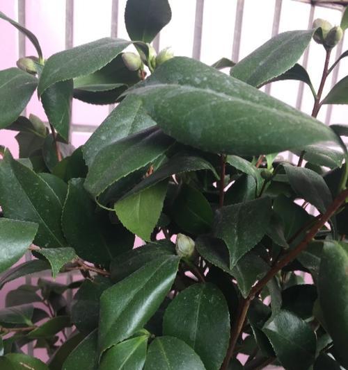茶花叶子卷曲的原因与处理方法（探究茶花叶子卷曲的各种原因和应对方法，帮助您更好地养护茶花。）
