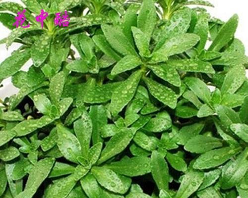 养心菜的功效与作用（保护心脏健康的全能菜谱）