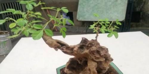 黄荆盆景的风水寓意和摆放位置（招财进宝，避邪化煞，家居必备）