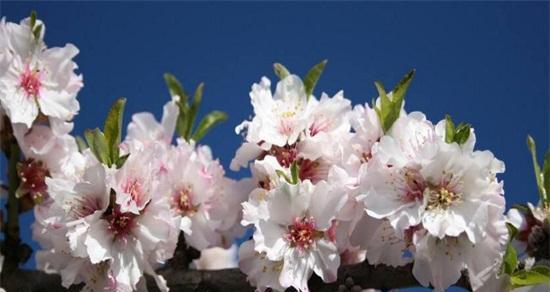 家里种樱花树，让风水旺旺旺（种植樱花树，招财进宝、避邪驱煞）