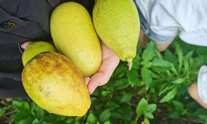 如何把握柠檬采摘时间？（收获季节、成熟特征和采摘技巧，让你轻松搞定！）
