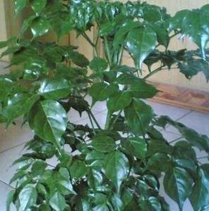 幸福树的浇水技巧（春夏秋冬，如何才能让幸福树茁壮成长？）