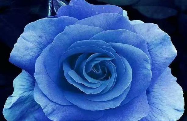 蓝玫瑰的花语和含义（探索蓝玫瑰的花色、文化和象征）