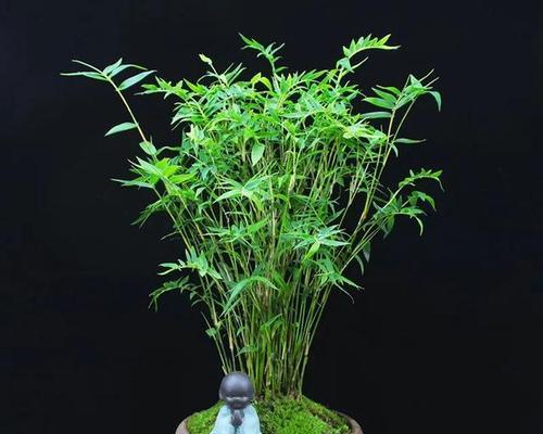家庭种竹子的好处（种竹子，打造舒适环境）