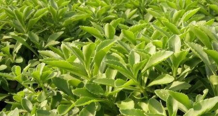 养心菜种植的时间和方法（养心菜的生长特点与注意事项）
