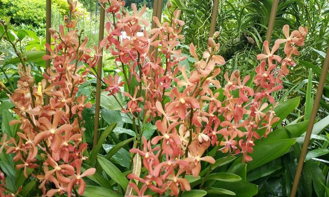 胡姬花——柬埔寨的国花（介绍胡姬花的来源、特点及文化含义）