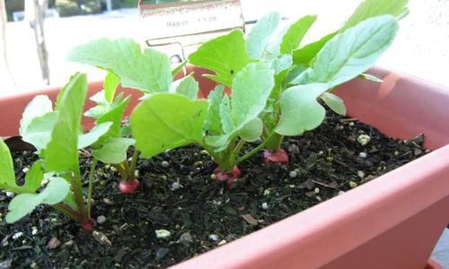 香菜（探讨香菜的耐阴性及生长特点）