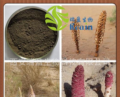 肉苁蓉是否为裸子植物？解析你不知道的真相！（揭秘肉苁蓉的真面目和身世，让你更了解这个神奇的药材。）