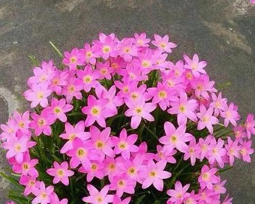 风雨兰开花有毒吗？如何在室内养护？（毒性分析、养护技巧、健康注意事项）